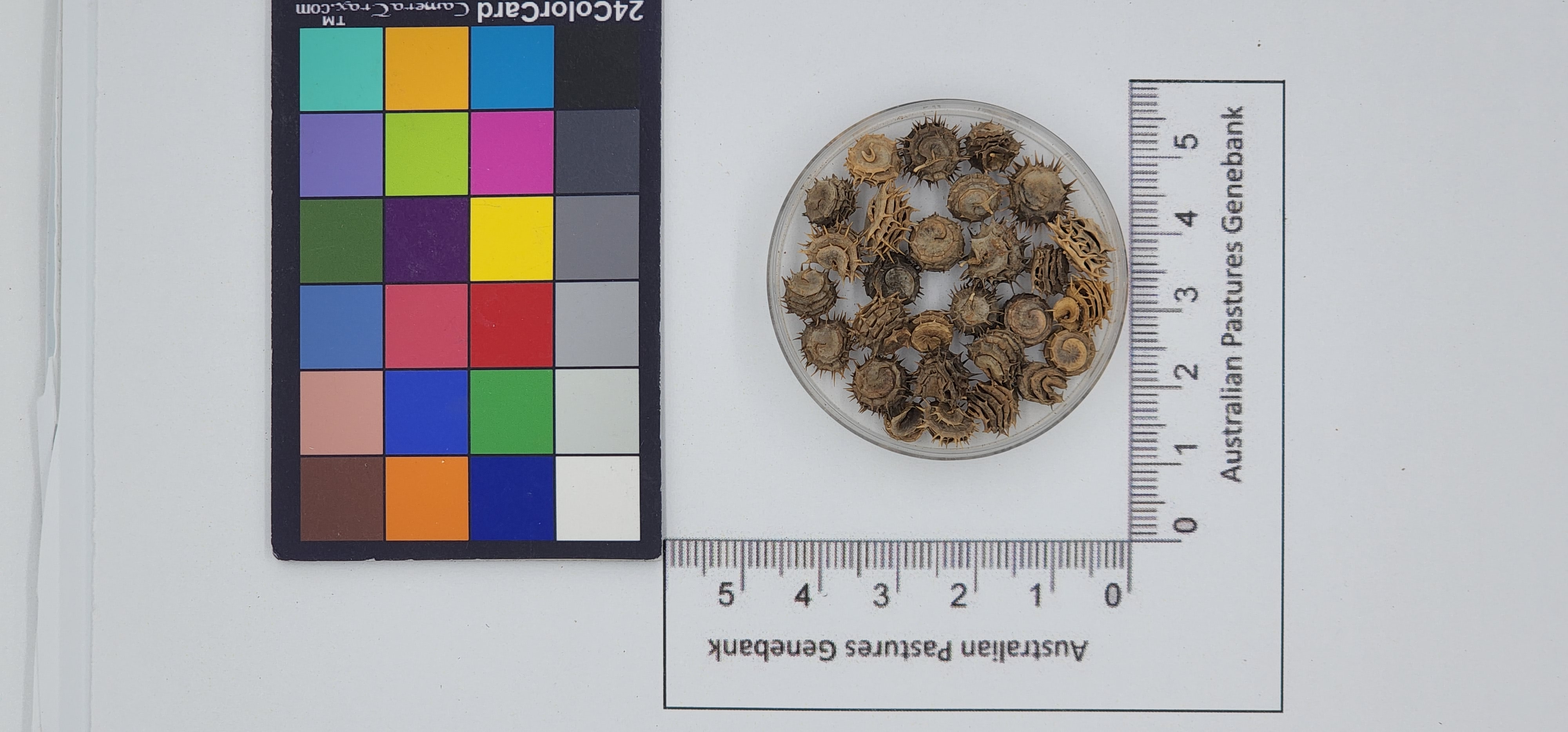 Click for 1 image(s) for this accession. Image