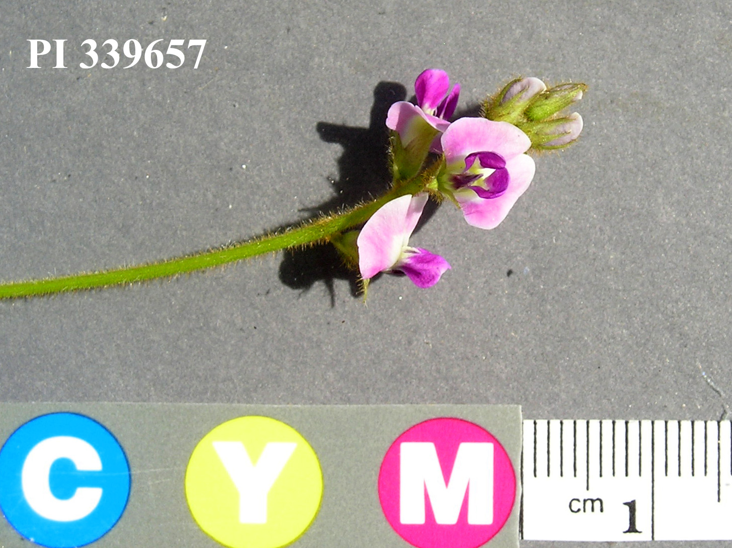 Click for 3 image(s) for this accession. Image