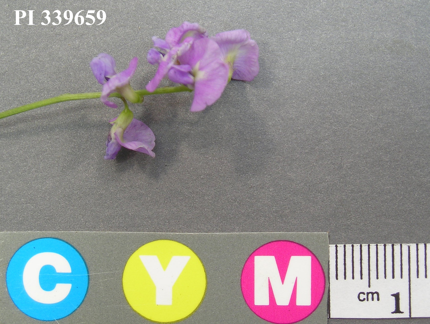 Click for 3 image(s) for this accession. Image