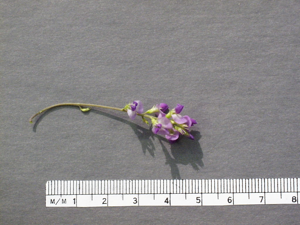 Click for 4 image(s) for this accession. Image