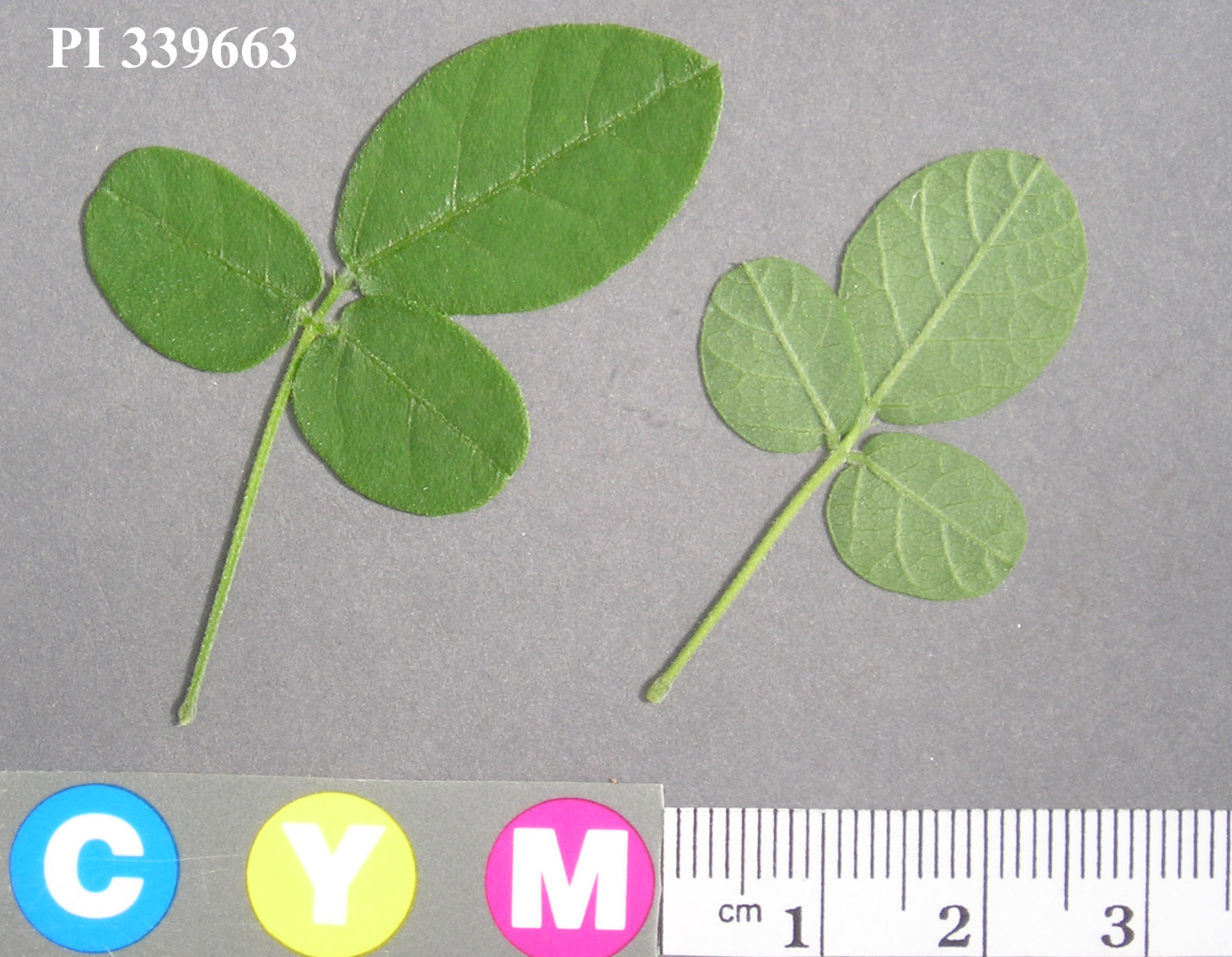 Click for 5 image(s) for this accession. Image