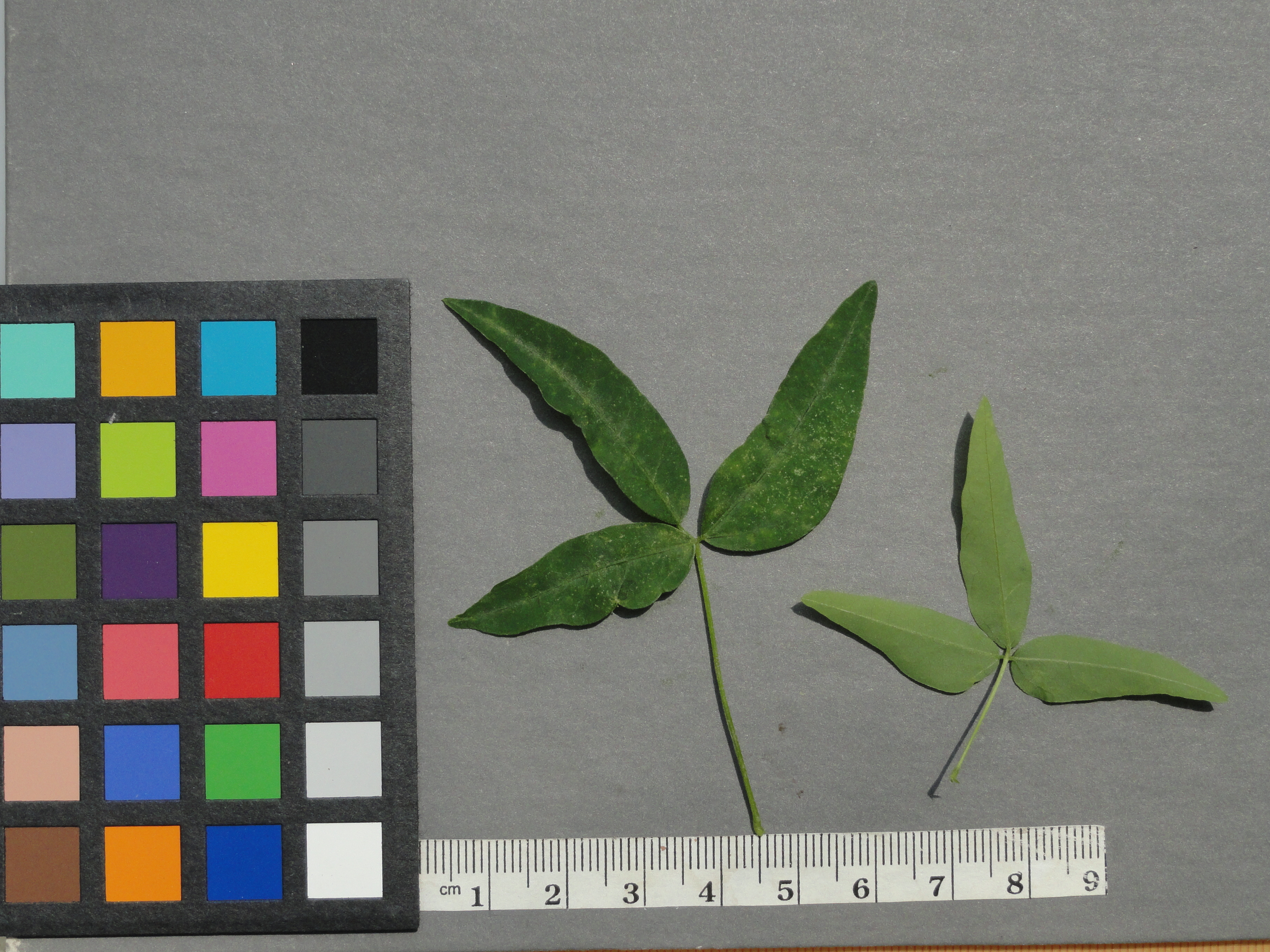Click for 4 image(s) for this accession. Image