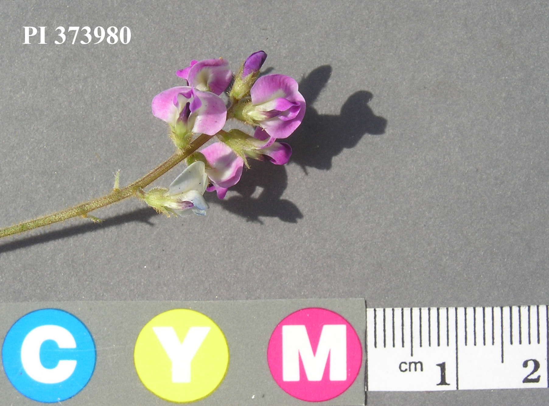 Click for 3 image(s) for this accession. Image