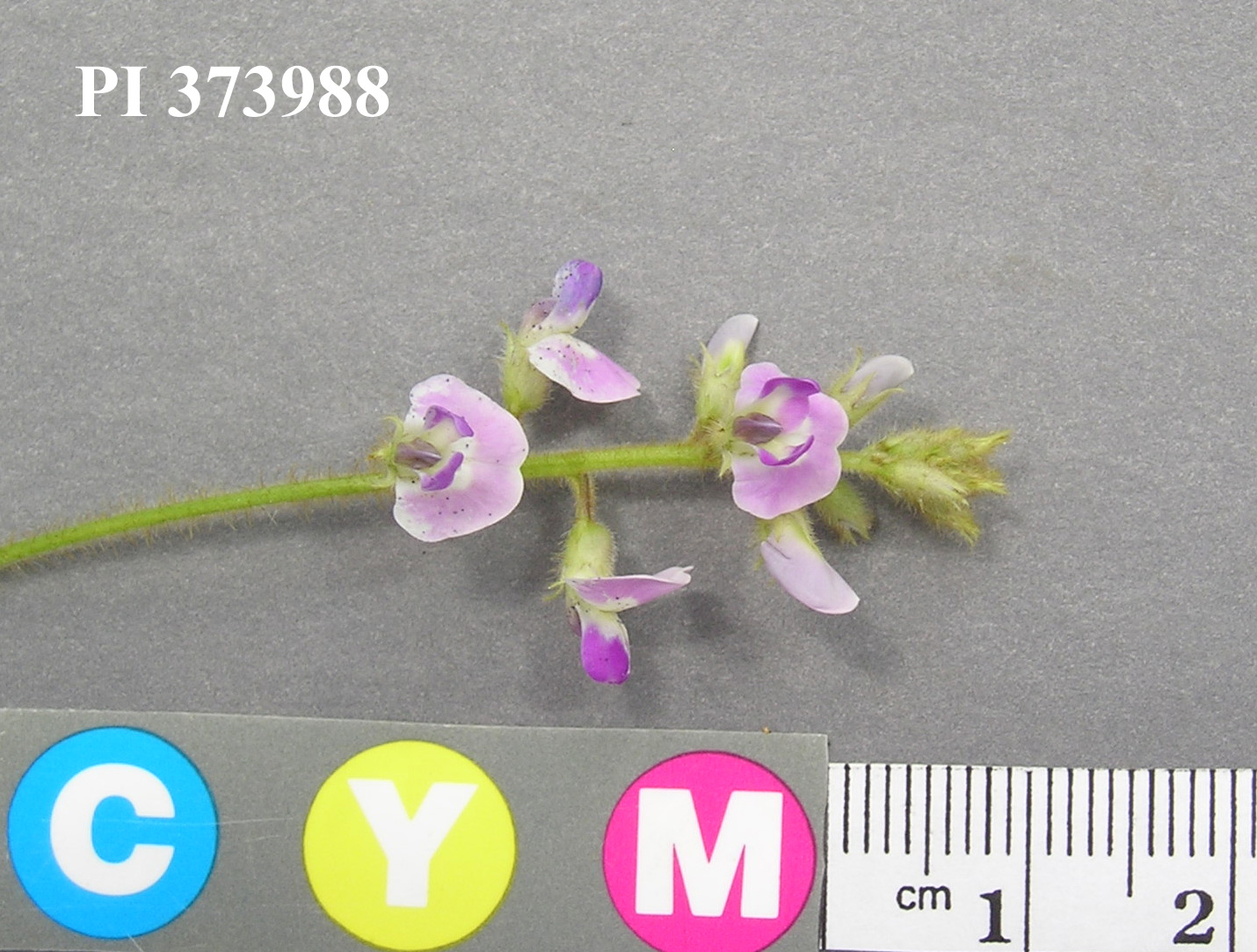Click for 6 image(s) for this accession. Image