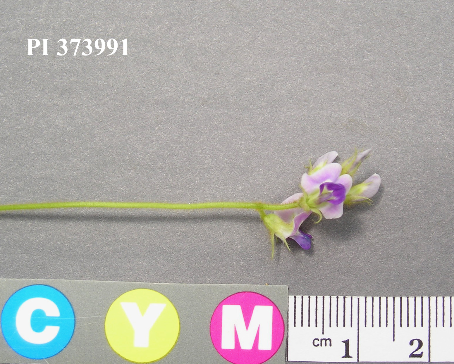 Click for 3 image(s) for this accession. Image