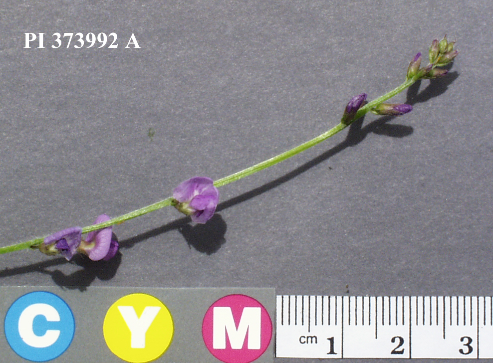 Click for 5 image(s) for this accession. Image