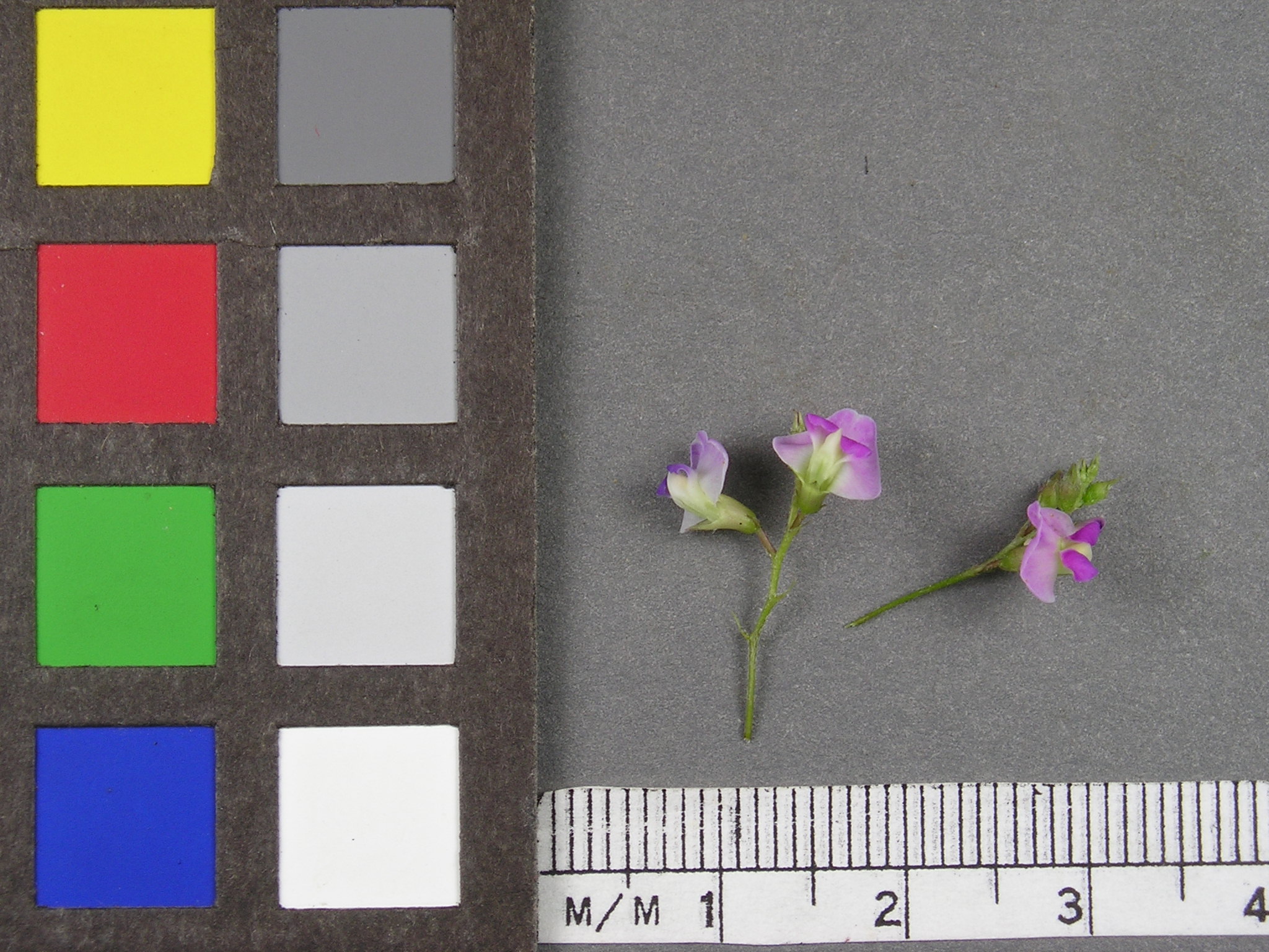 Click for 4 image(s) for this accession. Image