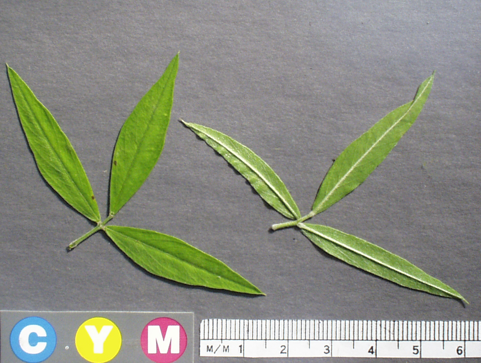 Click for 6 image(s) for this accession. Image