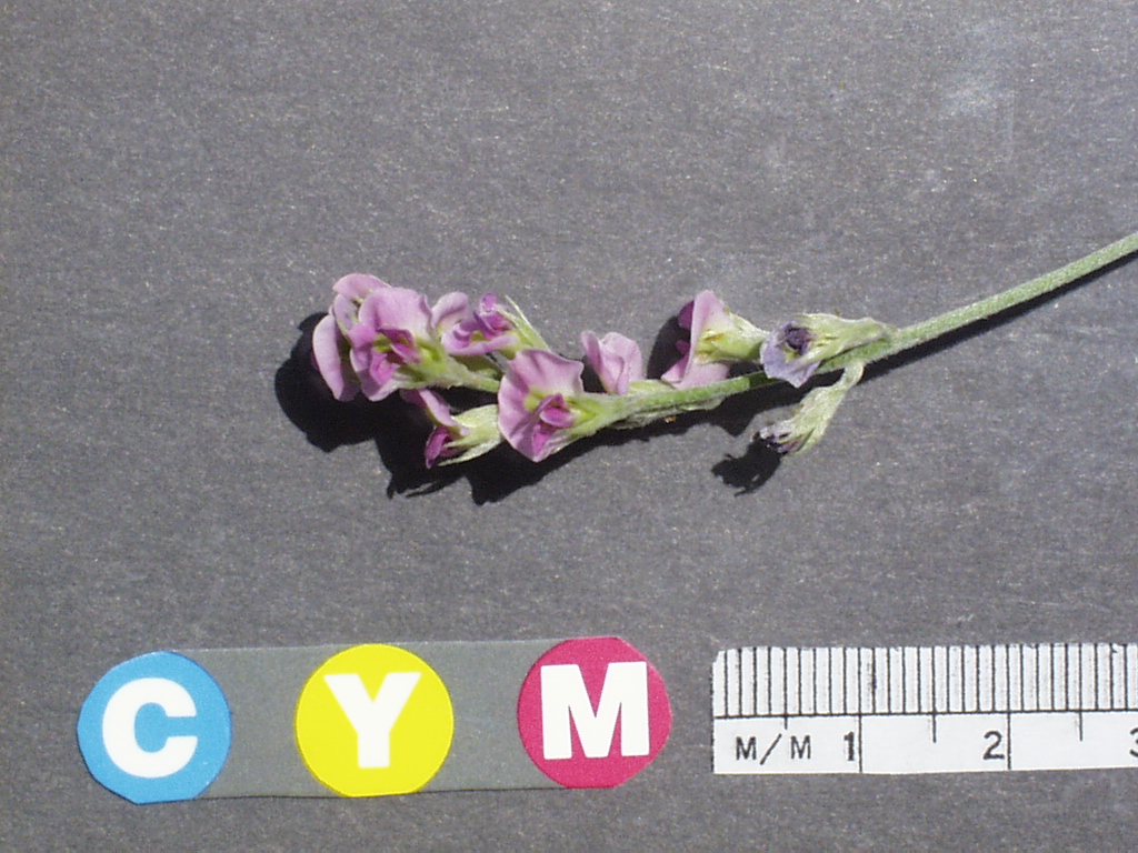 Click for 3 image(s) for this accession. Image