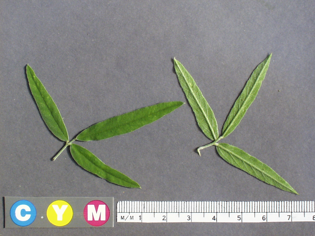 Click for 2 image(s) for this accession. Image