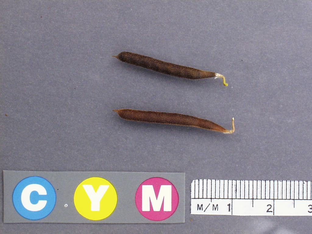 Click for 1 image(s) for this accession. Image