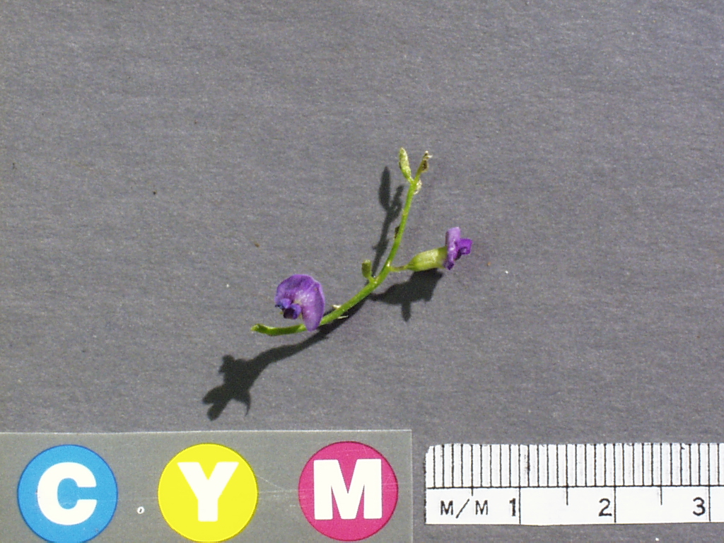 Click for 3 image(s) for this accession. Image