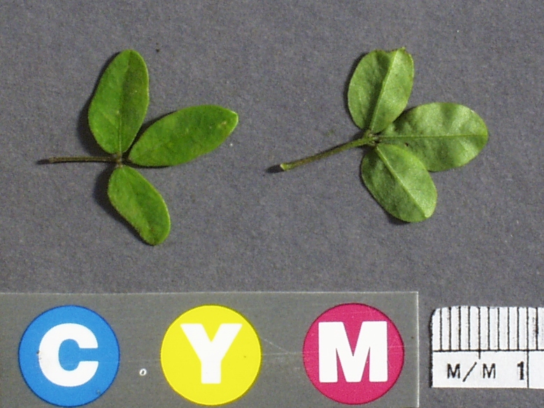 Click for 2 image(s) for this accession. Image