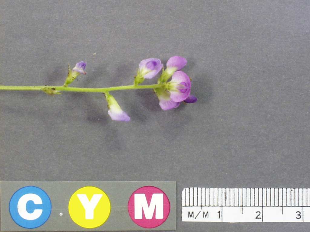 Click for 3 image(s) for this accession. Image
