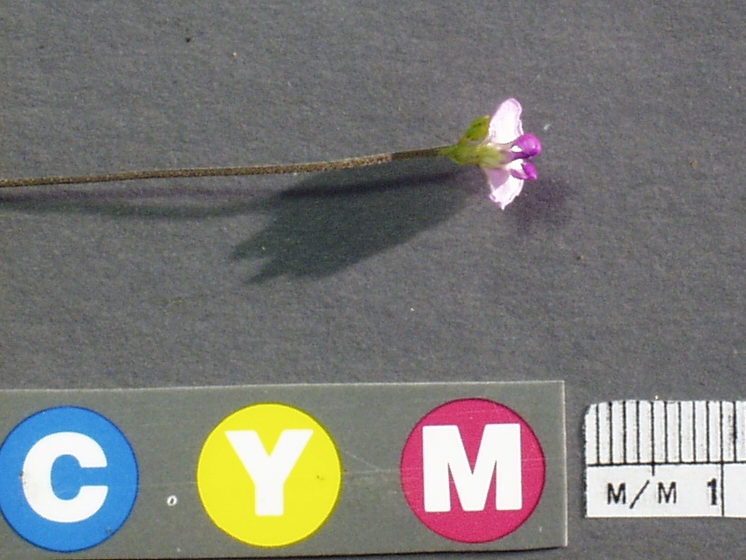 Click for 3 image(s) for this accession. Image