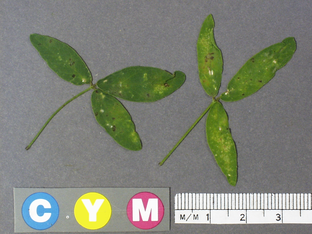 Click for 2 image(s) for this accession. Image