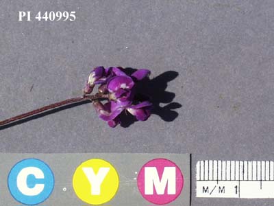 Click for 3 image(s) for this accession. Image