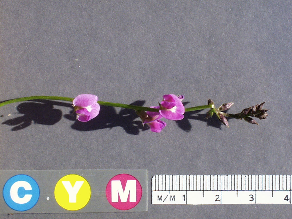 Click for 3 image(s) for this accession. Image