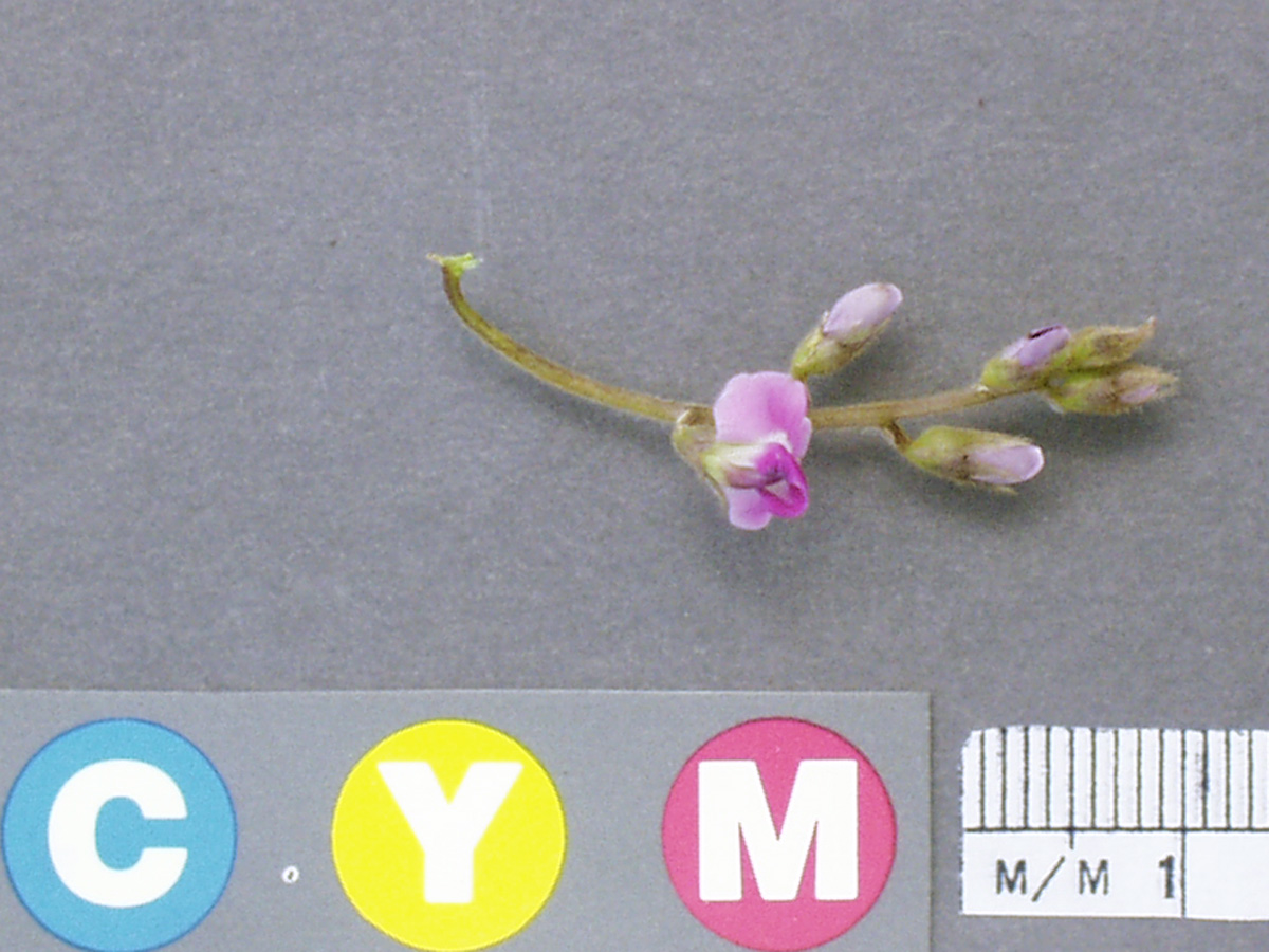 Click for 3 image(s) for this accession. Image