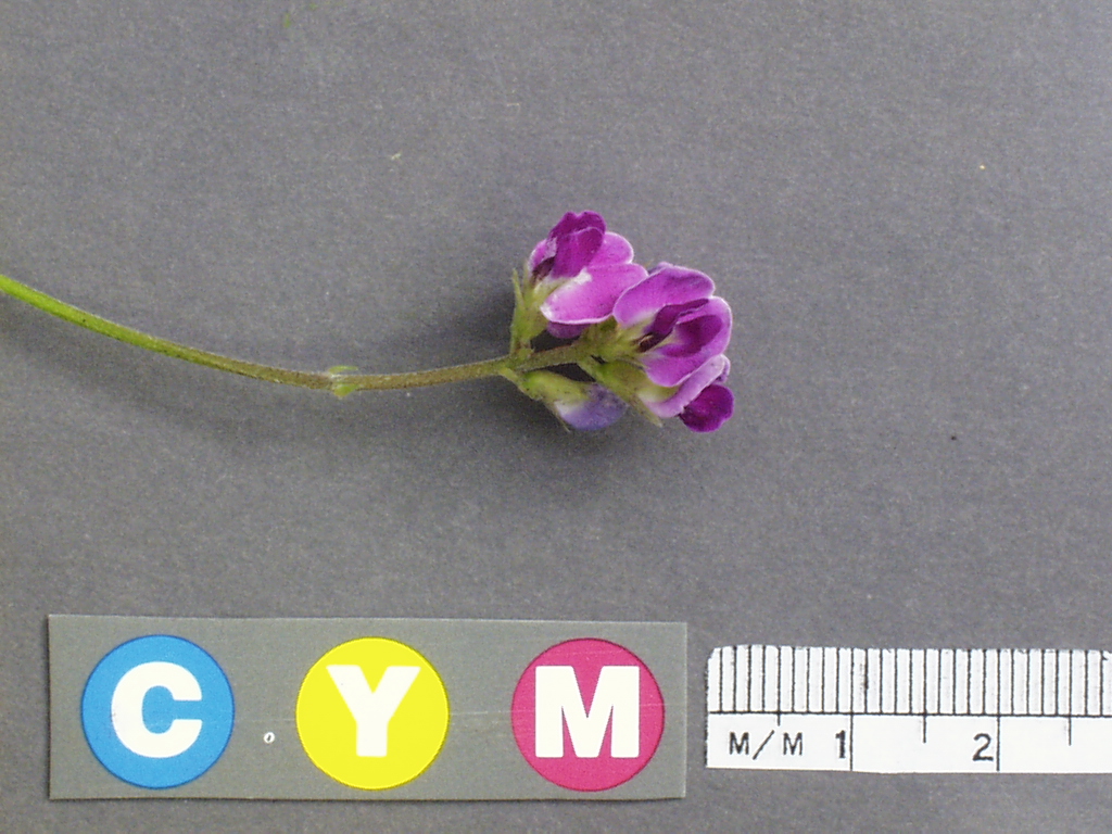 Click for 3 image(s) for this accession. Image