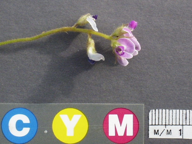 Click for 3 image(s) for this accession. Image