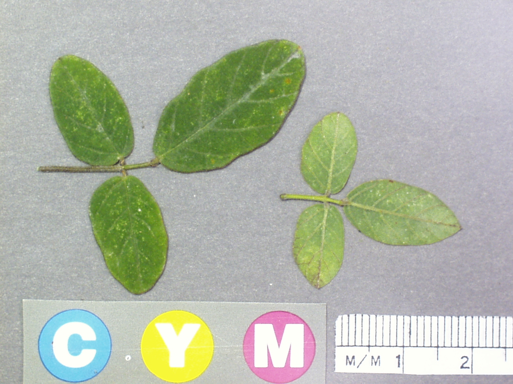Click for 2 image(s) for this accession. Image