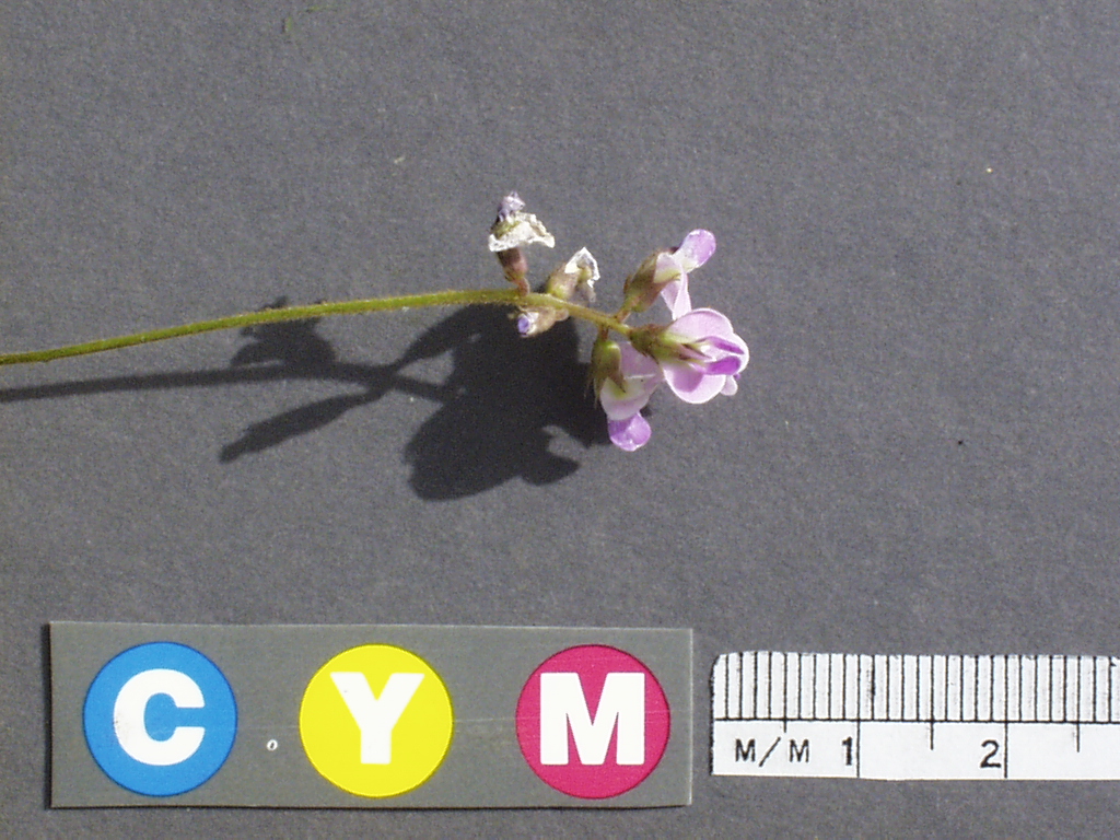 Click for 3 image(s) for this accession. Image