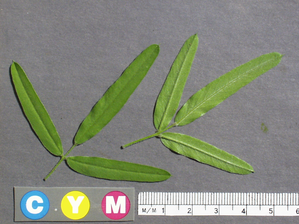 Click for 2 image(s) for this accession. Image