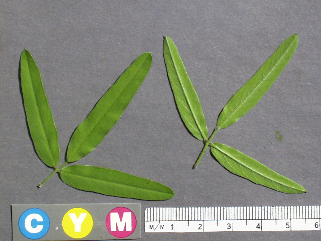 Click for 2 image(s) for this accession. Image