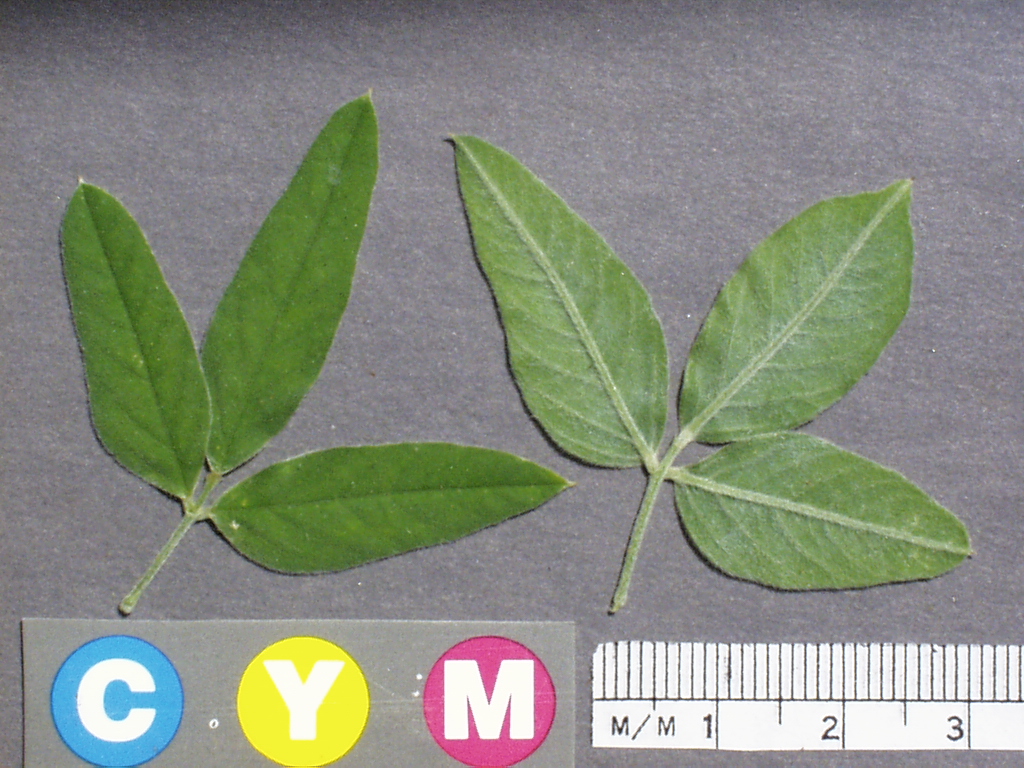 Click for 2 image(s) for this accession. Image