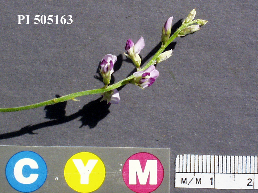 Click for 3 image(s) for this accession. Image