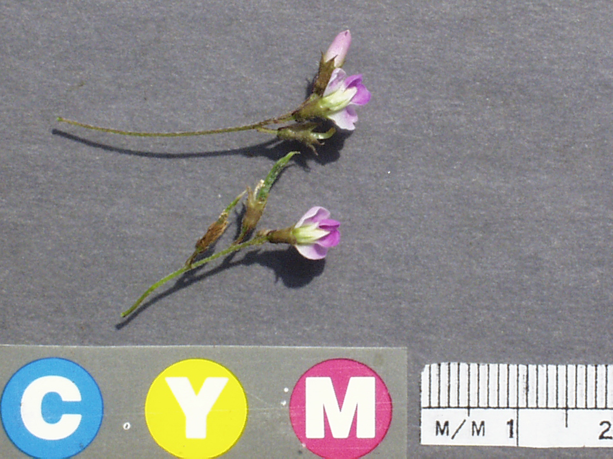 Click for 3 image(s) for this accession. Image