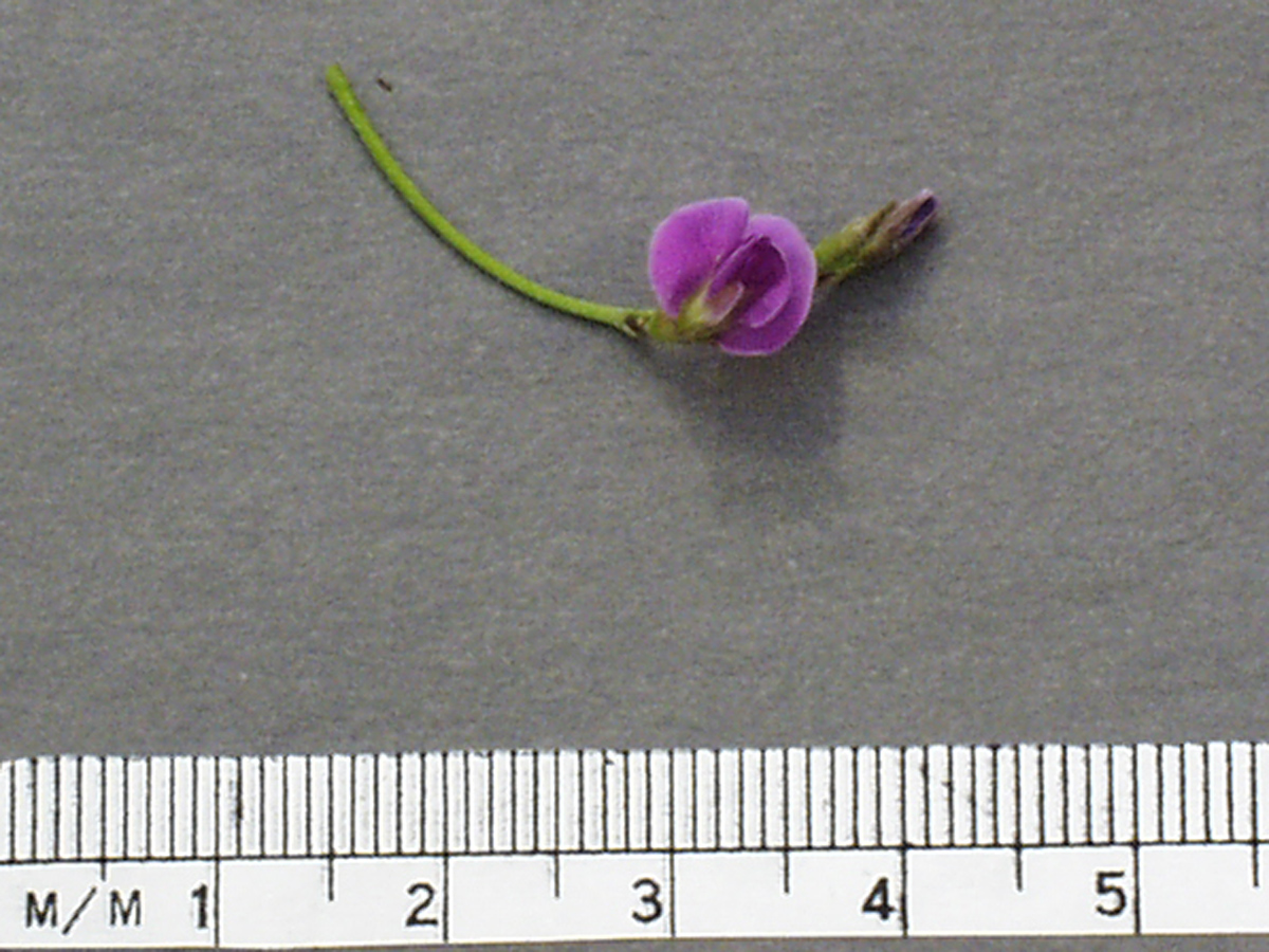 Click for 3 image(s) for this accession. Image