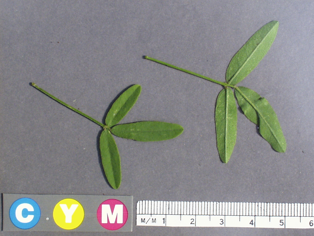 Click for 2 image(s) for this accession. Image