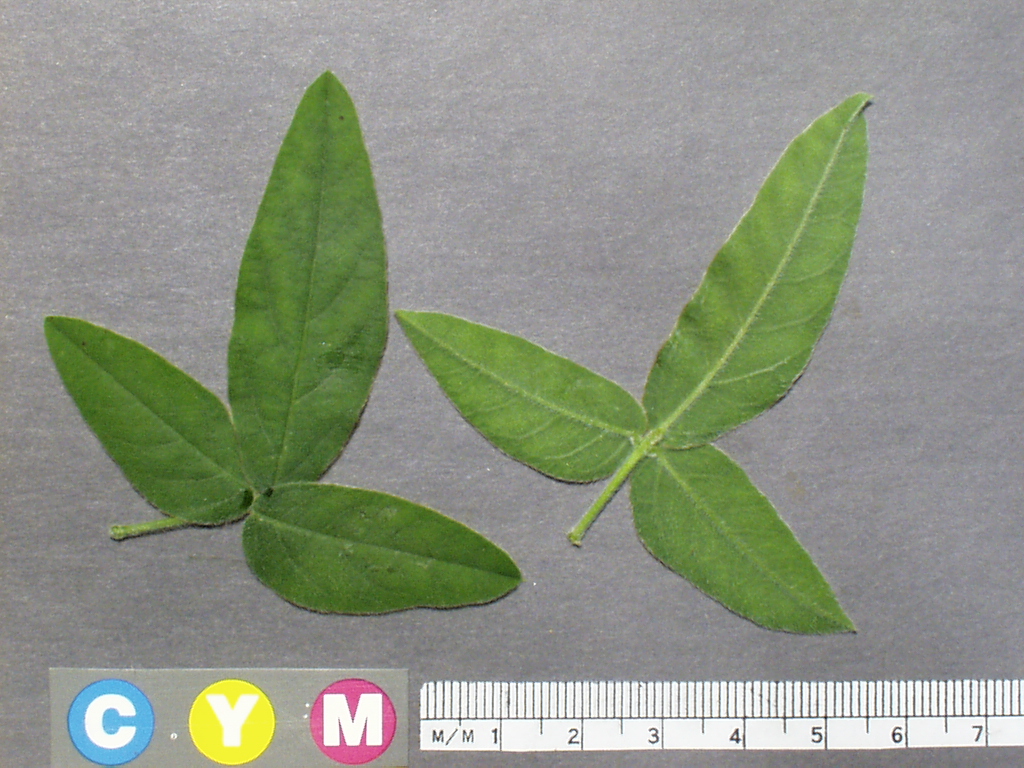 Click for 2 image(s) for this accession. Image
