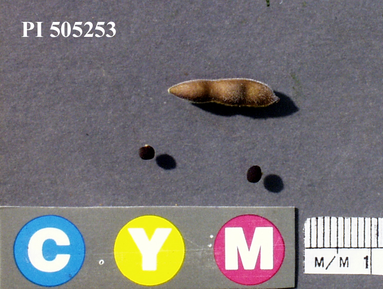 Click for 4 image(s) for this accession. Image