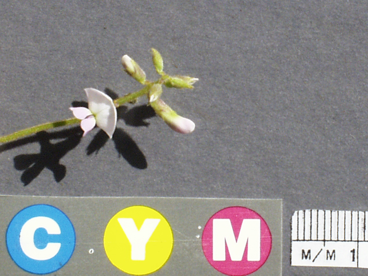 Click for 3 image(s) for this accession. Image