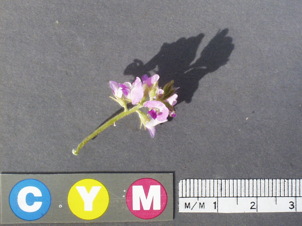 Click for 3 image(s) for this accession. Image