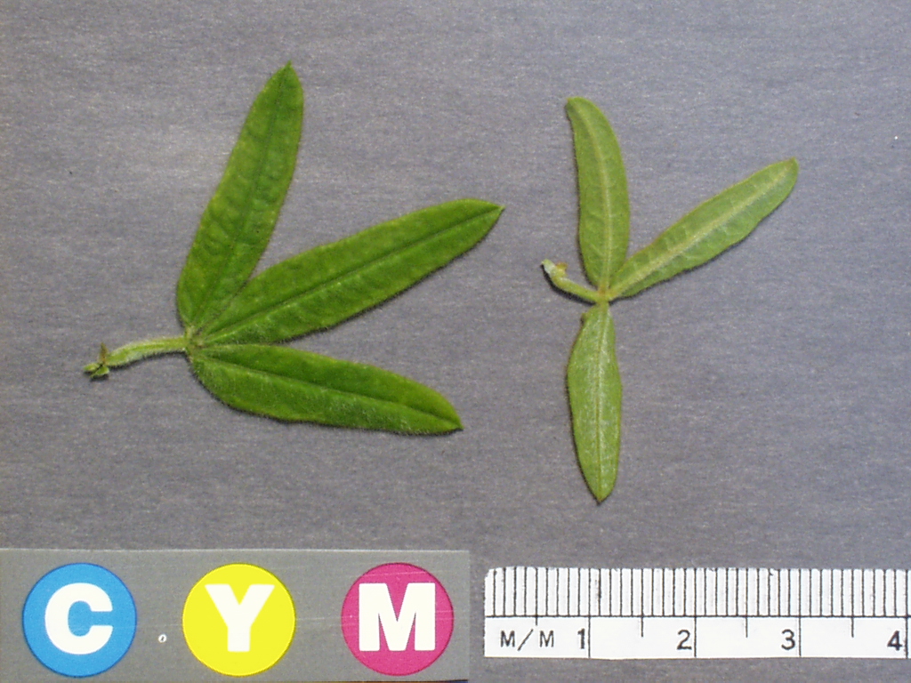 Click for 2 image(s) for this accession. Image