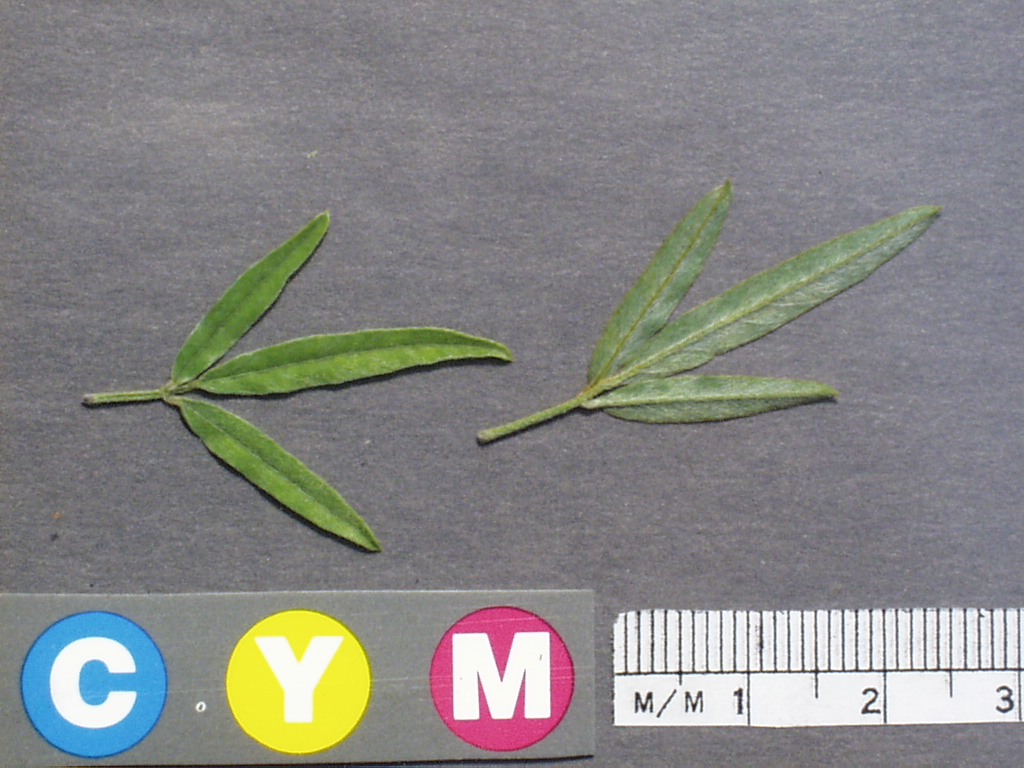 Click for 2 image(s) for this accession. Image