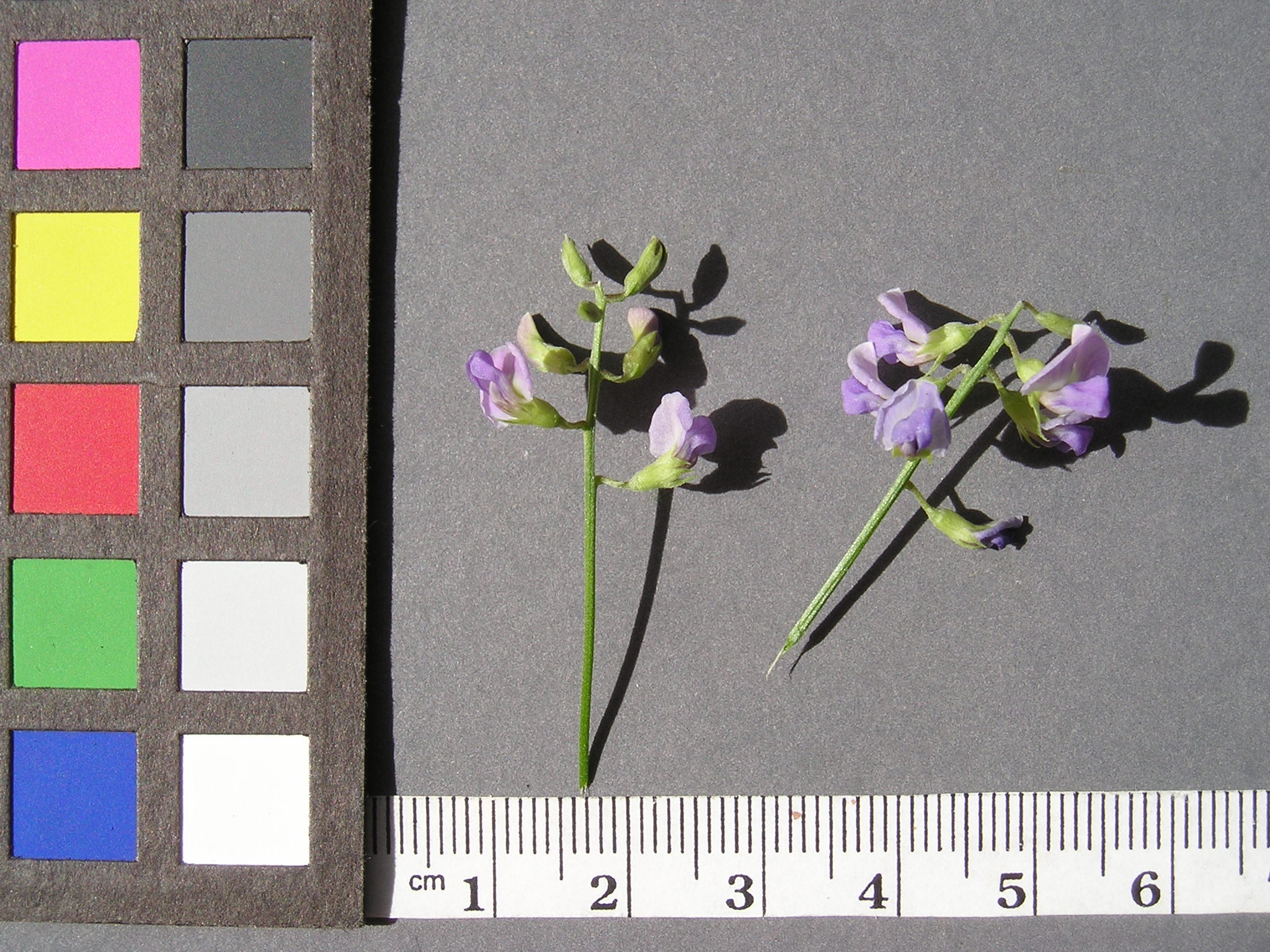 Click for 11 image(s) for this accession. Image