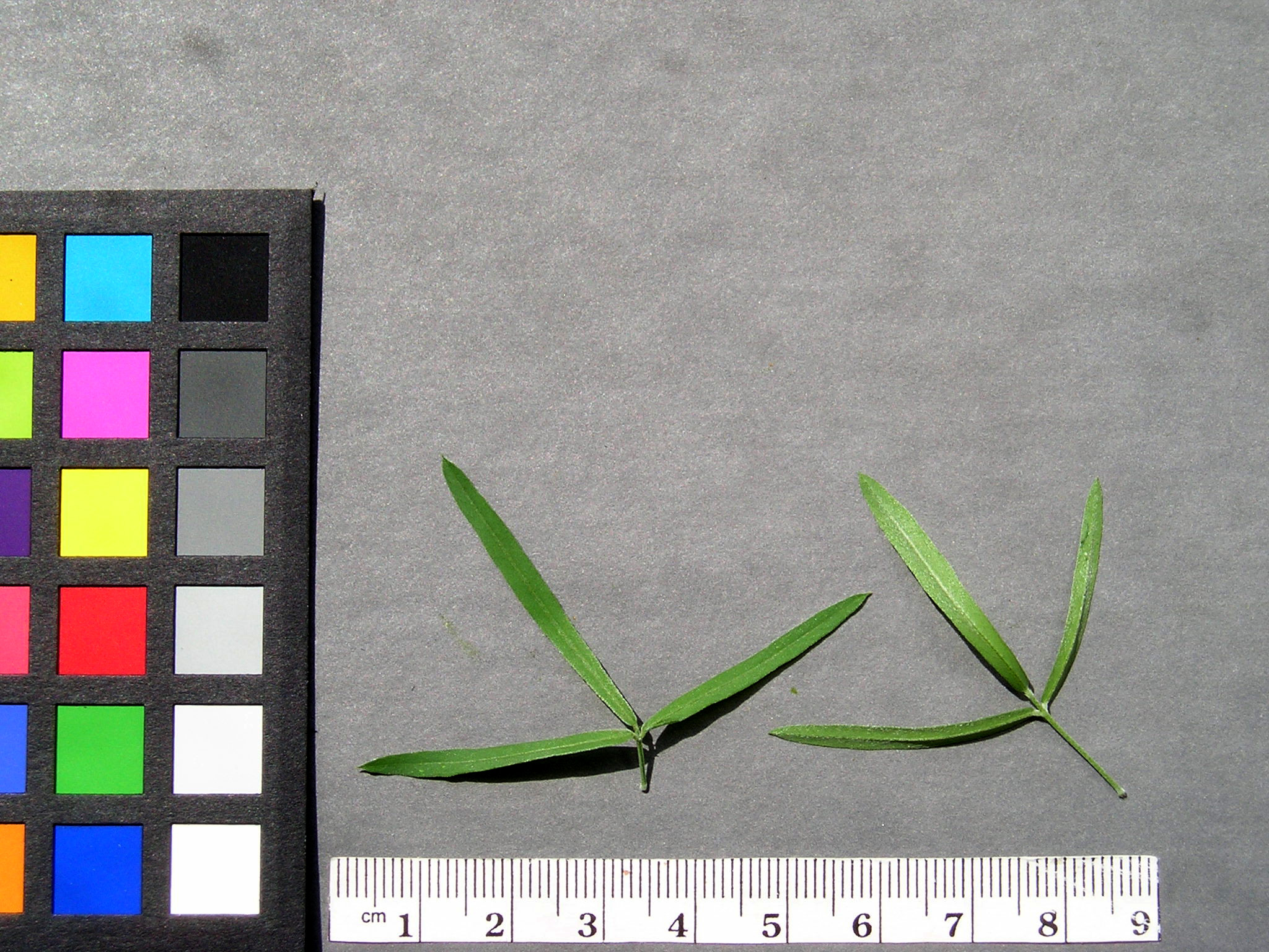 Click for 7 image(s) for this accession. Image