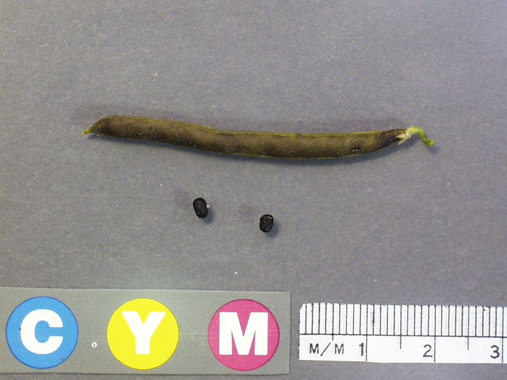 Click for 3 image(s) for this accession. Image