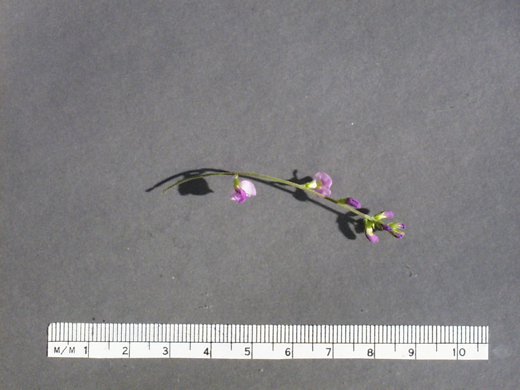 Click for 3 image(s) for this accession. Image