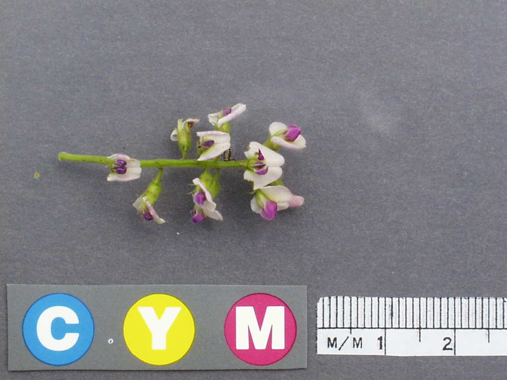 Click for 3 image(s) for this accession. Image