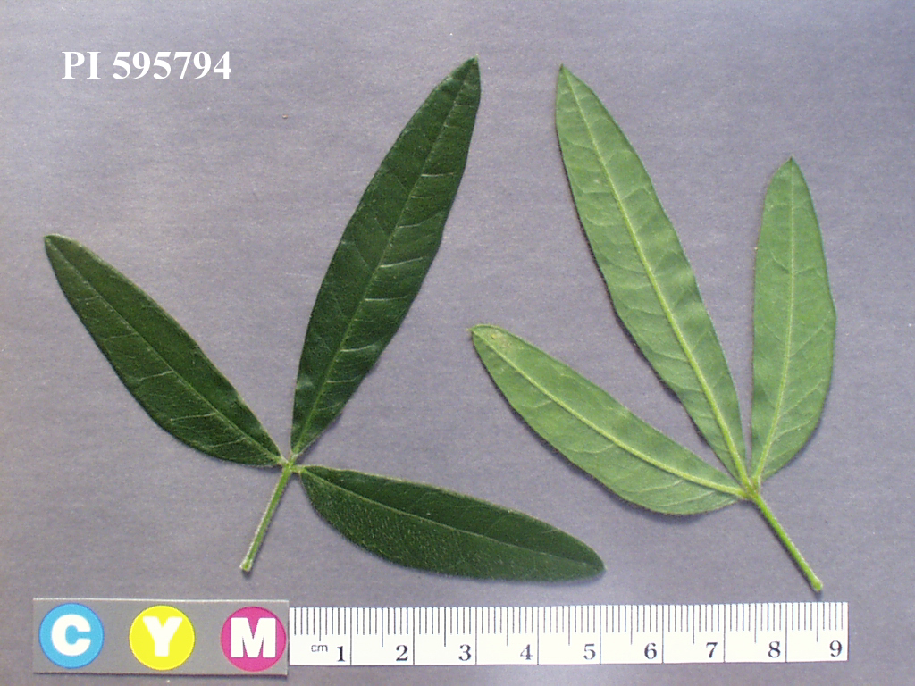 Click for 2 image(s) for this accession. Image