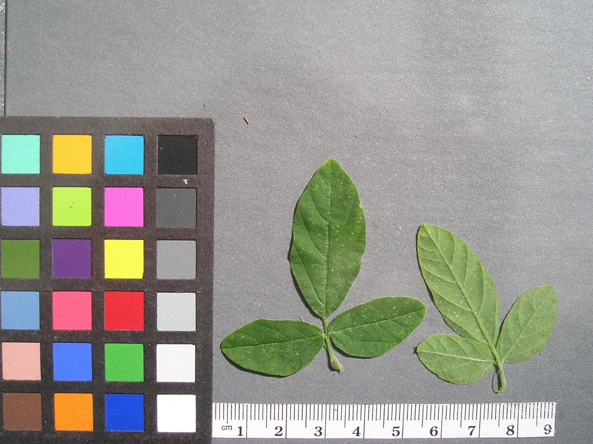 Click for 5 image(s) for this accession. Image