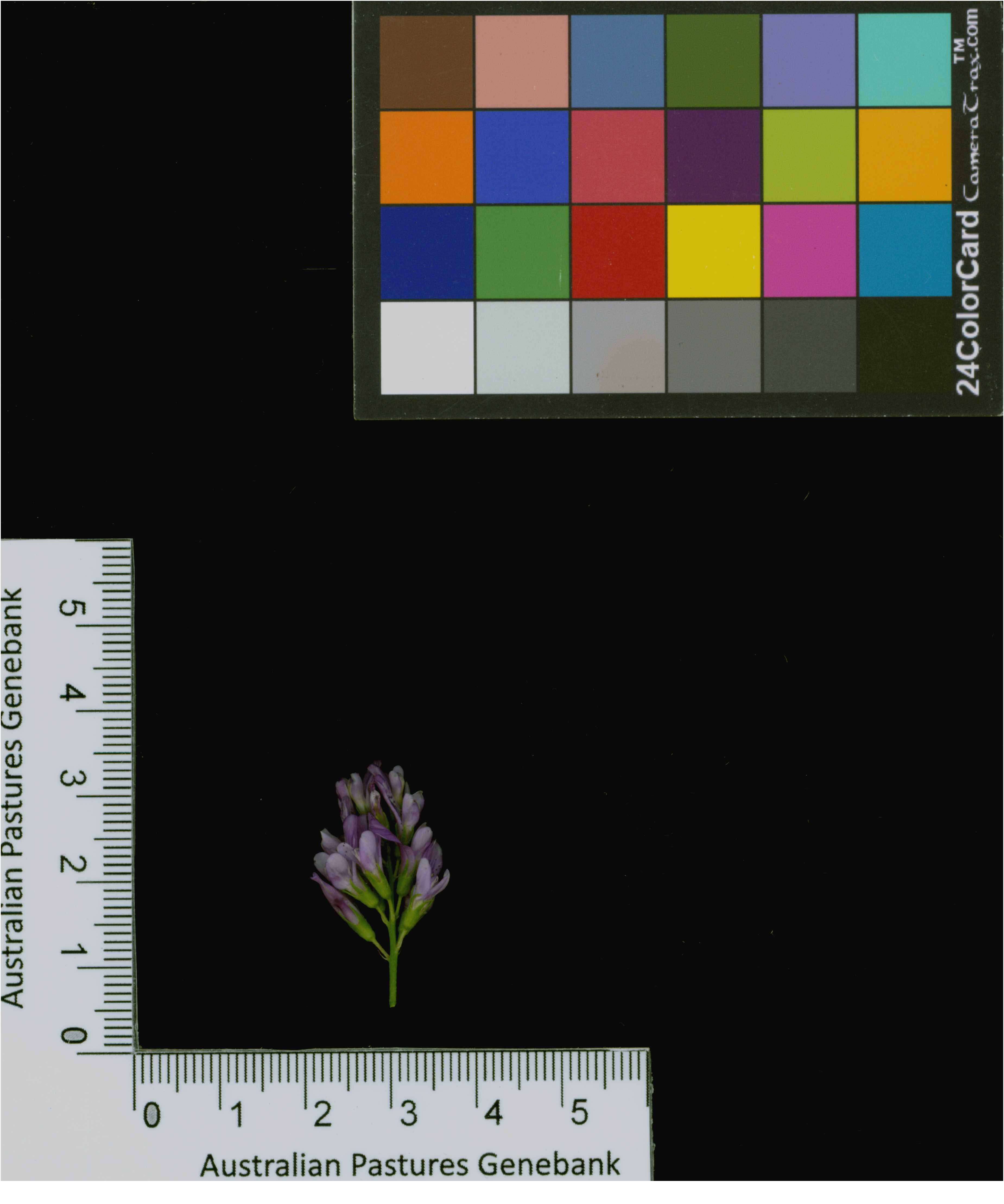 Click for 4 image(s) for this accession. Image