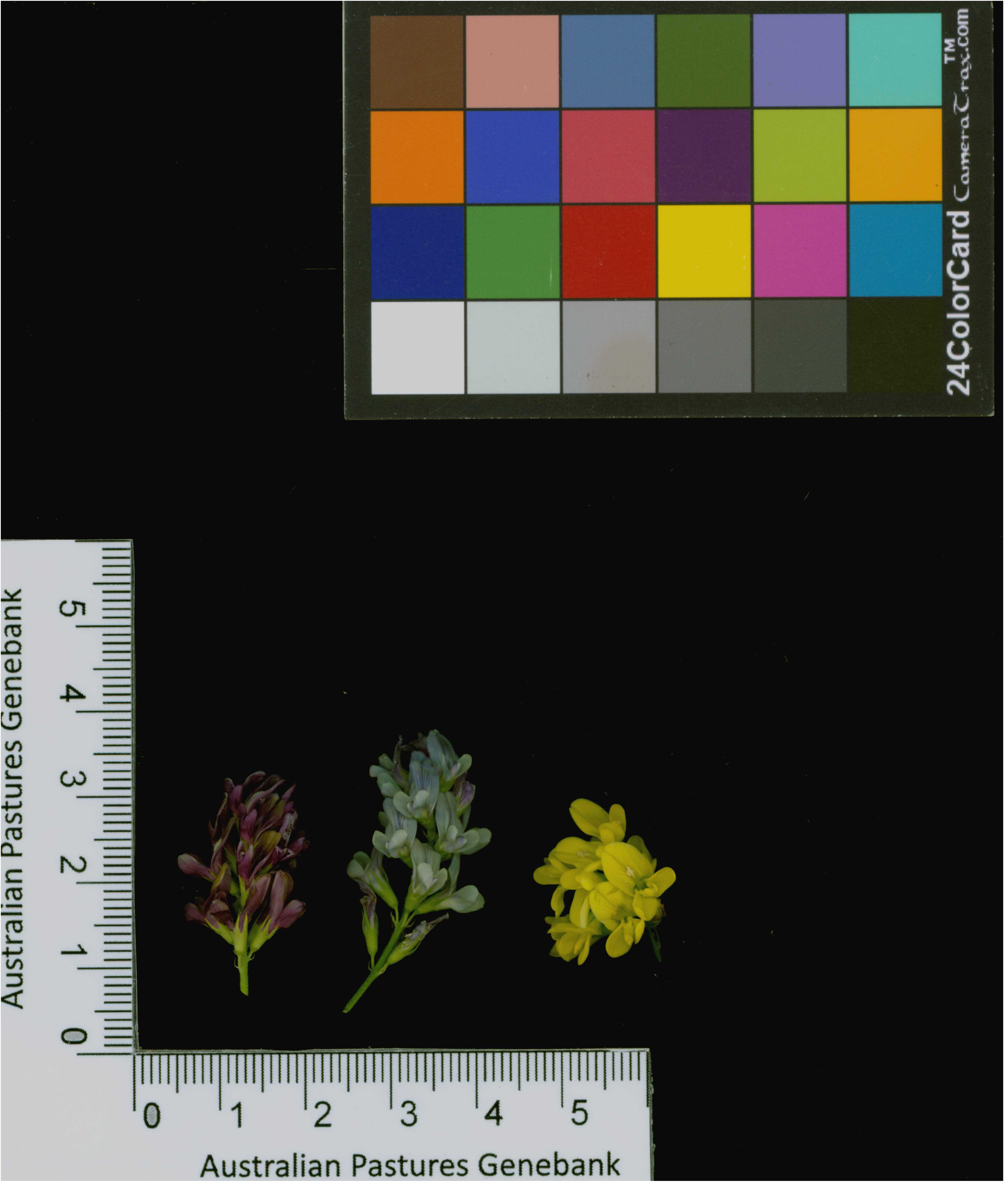 Click for 4 image(s) for this accession. Image
