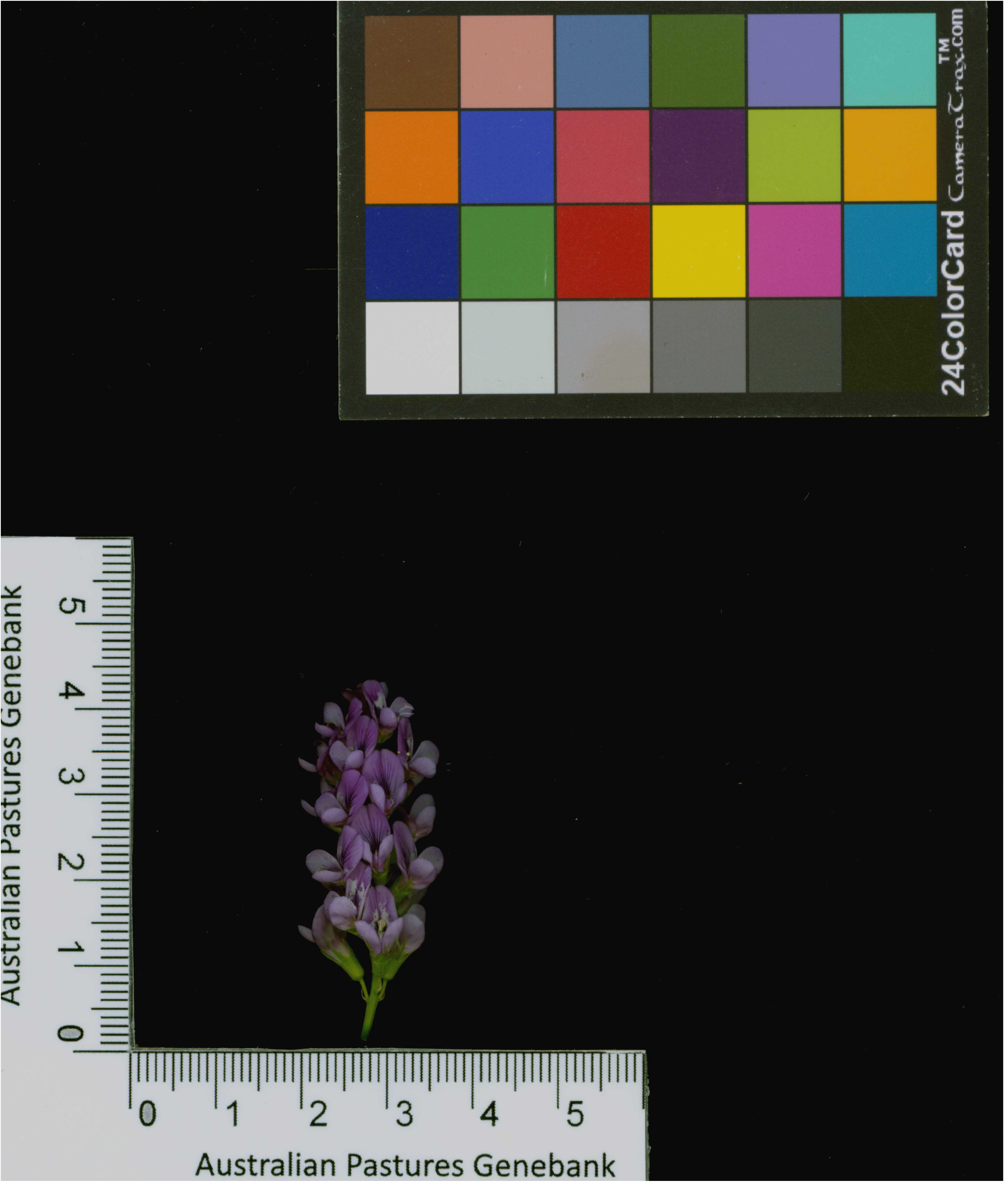 Click for 6 image(s) for this accession. Image